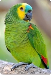 Zoo Animal Appraiser