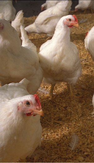 Daventry Appraisal Services