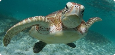 Zoo Animal Appraiser