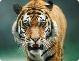 Zoo Animal Appraiser